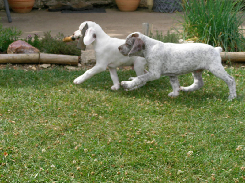 Djack du Fief d'Epsom