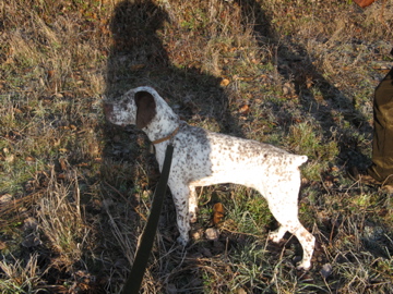 Ector du Rocher des Jastres