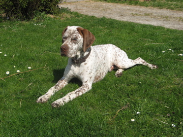 Ector du Rocher des Jastres