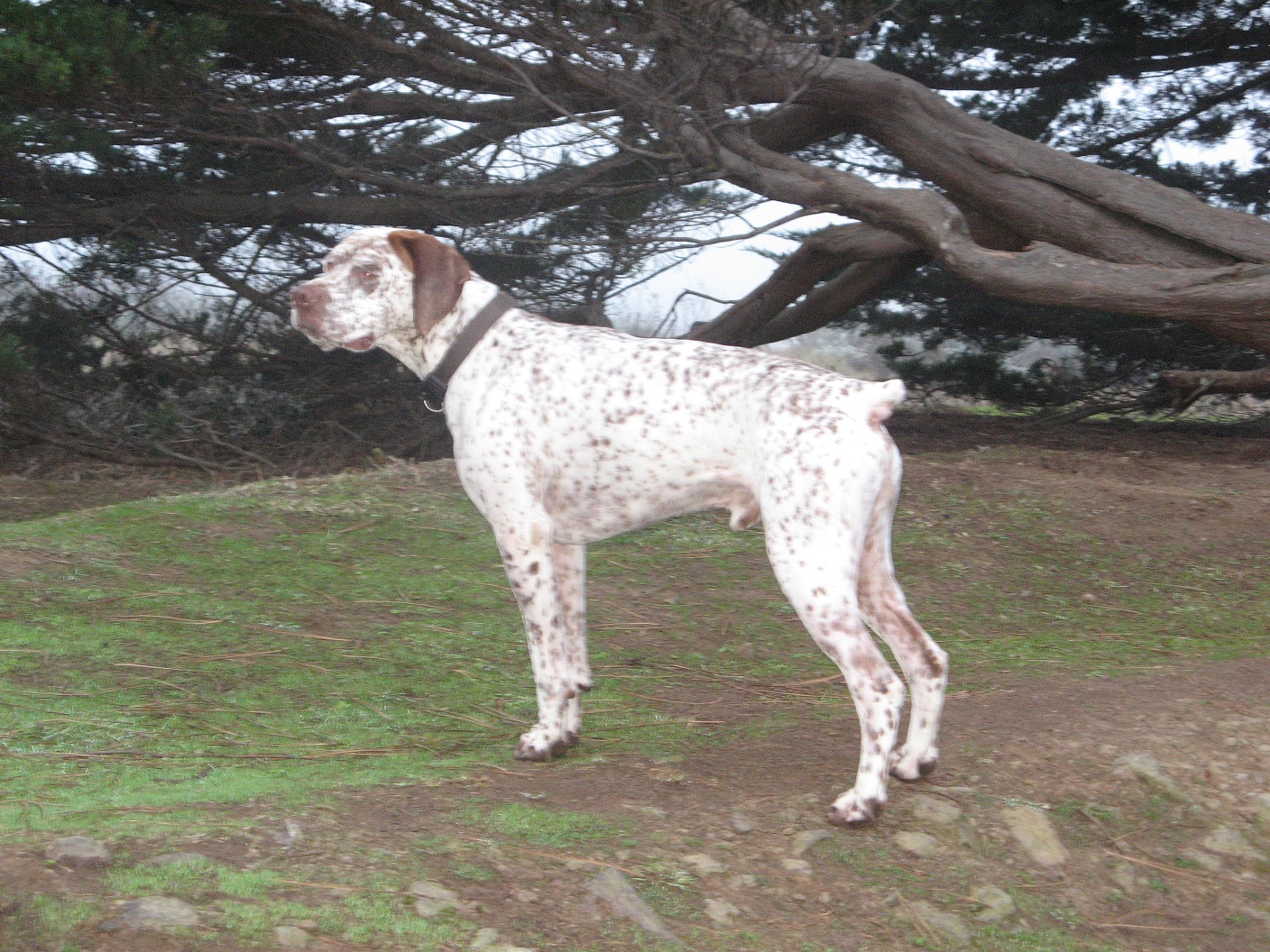 Ector du Rocher des Jastres