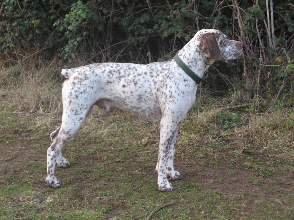 Ector du Rocher des Jastres