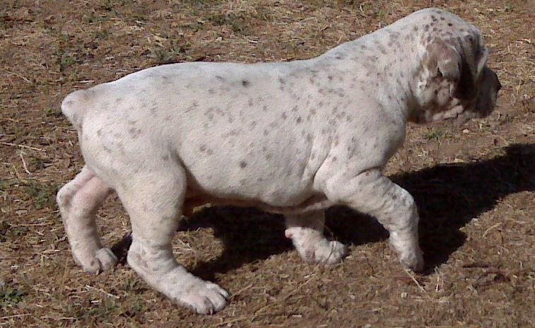 Ector du Rocher des Jastres