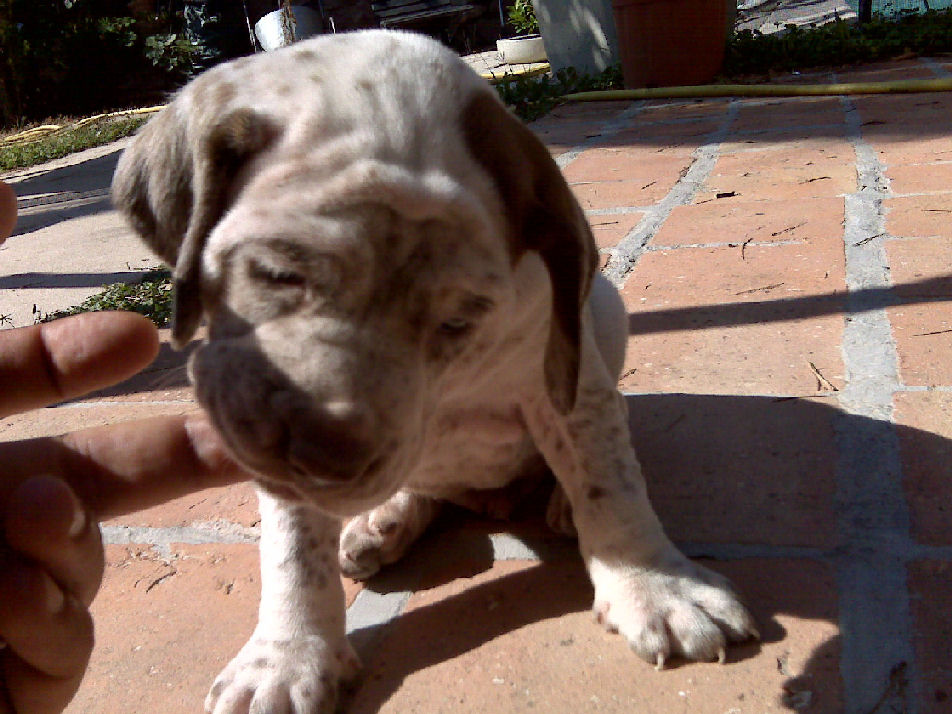 Ector du Rocher des Jastres