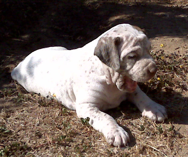Ector du Rocher des Jastres