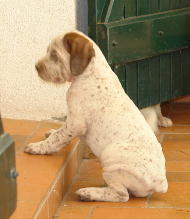 Ector du Rocher des Jastres