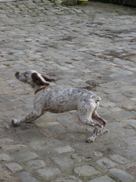 Ector du Rocher des Jastres