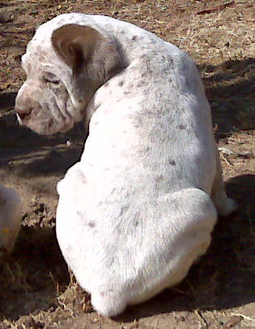 Ector du Rocher des Jastres