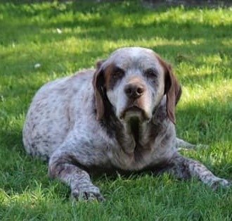 Elio du Pontelle de Maicou