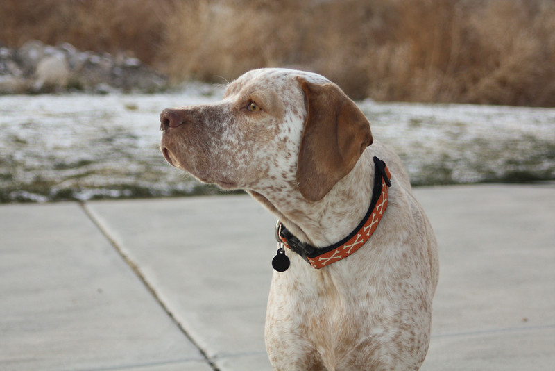 Elk Run Valerius alias Ranger