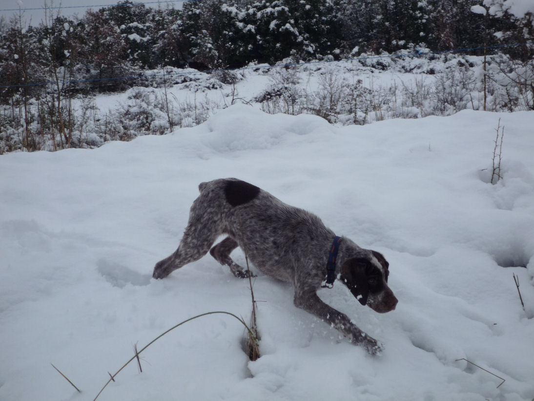 Ercule du Chêne Grive