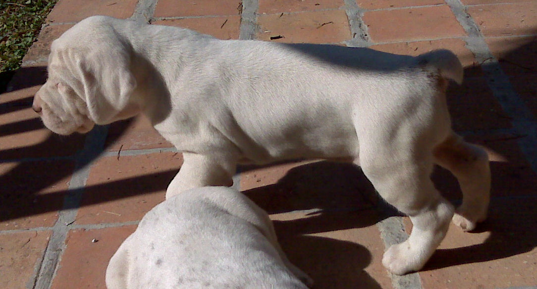 Eva du Rocher des Jastres