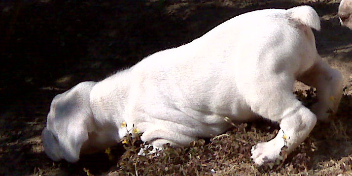 Eva du Rocher des Jastres