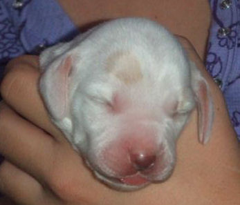 Cliquer pour agrandir/réduire