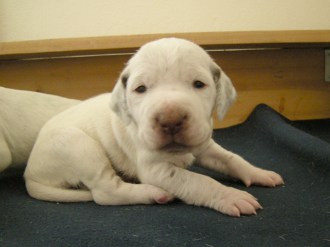 Cliquer pour agrandir/réduire