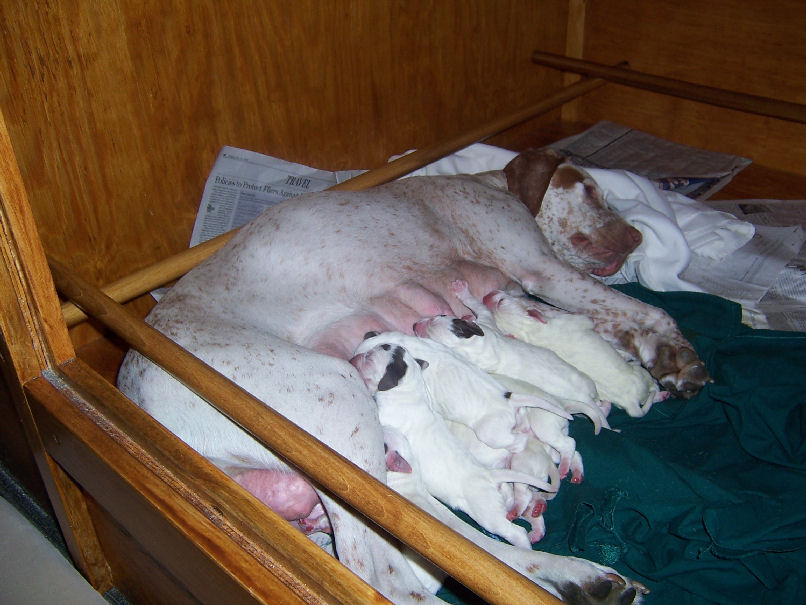 Elk Run Quiggley hors Elk Run Kandy Corn