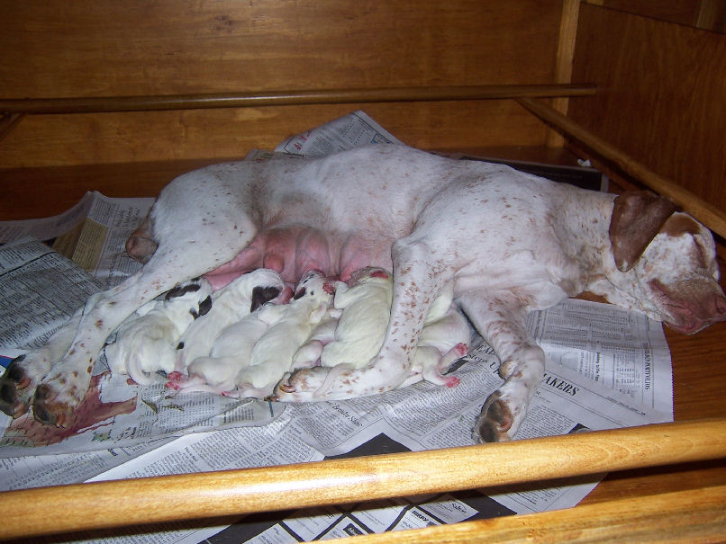 Elk Run Quiggley hors Elk Run Kandy Corn