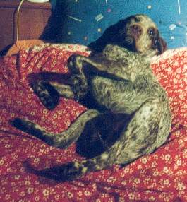 , Ray du Chêne Grive alias Reggae