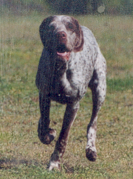 , Ray du Chêne Grive alias Reggae
