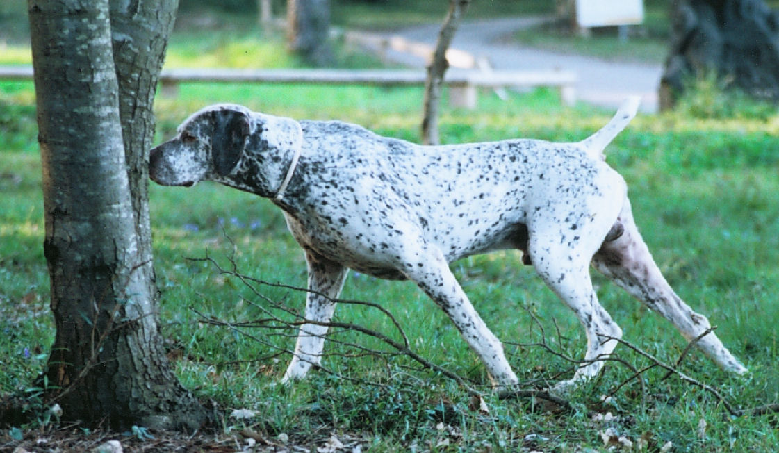 Rip du Rocher des Jastres