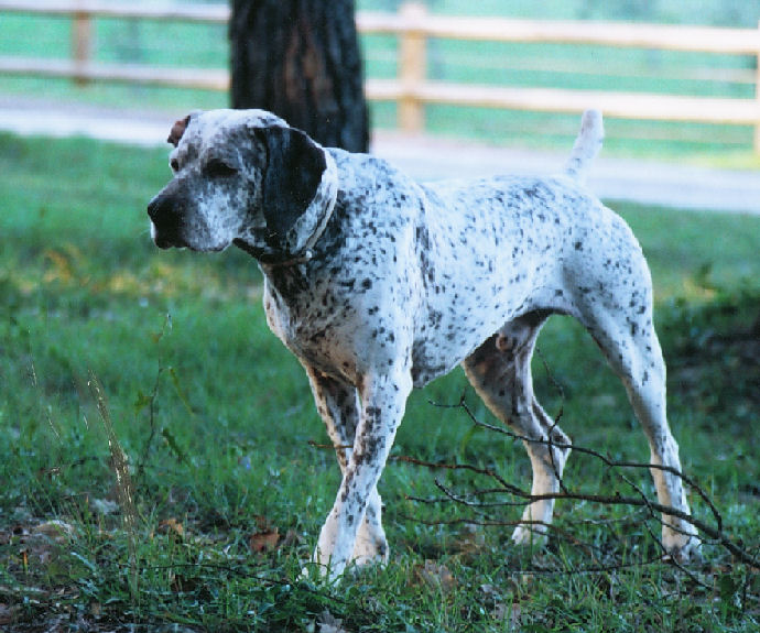 Rip du Rocher des Jastres