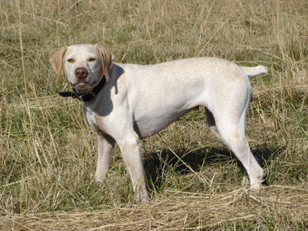 Rouba du Rocher des Jastres