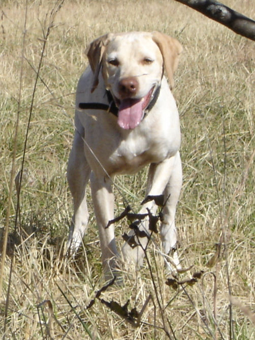 Rouba du Rocher des Jastres