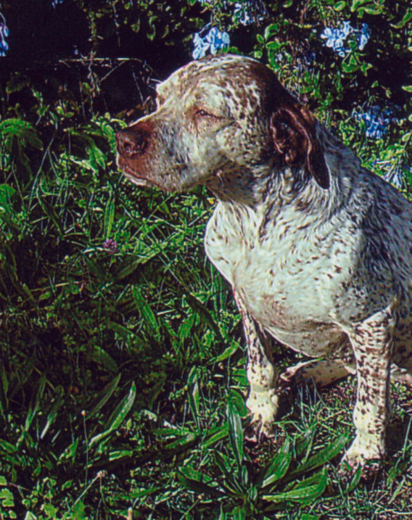 : Rouba du Rocher des Jastres