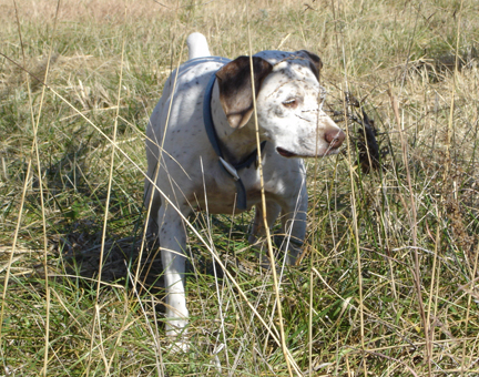 Rouba du Rocher des Jastres