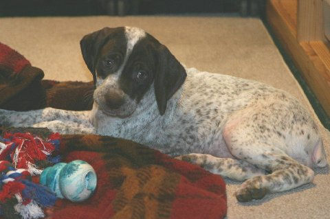 Rufnit Falicia alias Lottie