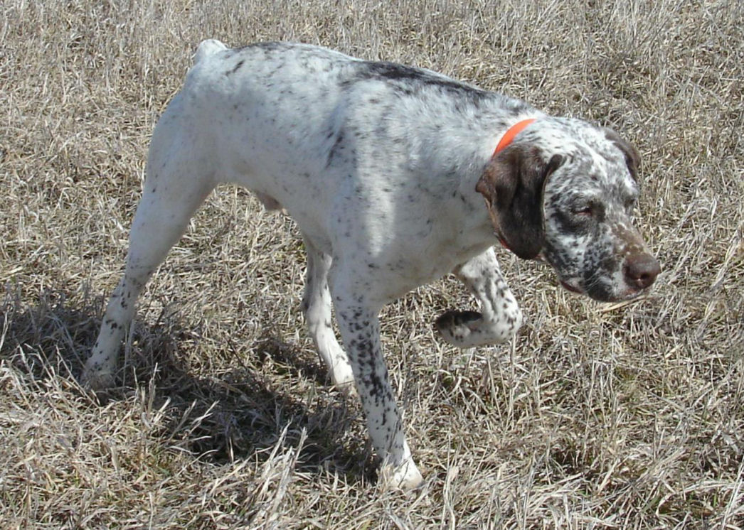 Cliquer pour agrandir/réduire Rufnit Taurus