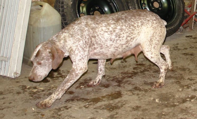 Stella du Chêne Grive