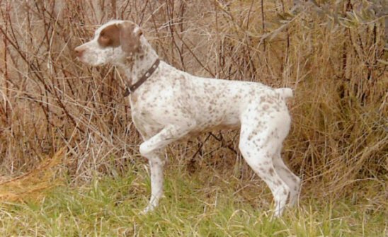 Style du Puech del Mus