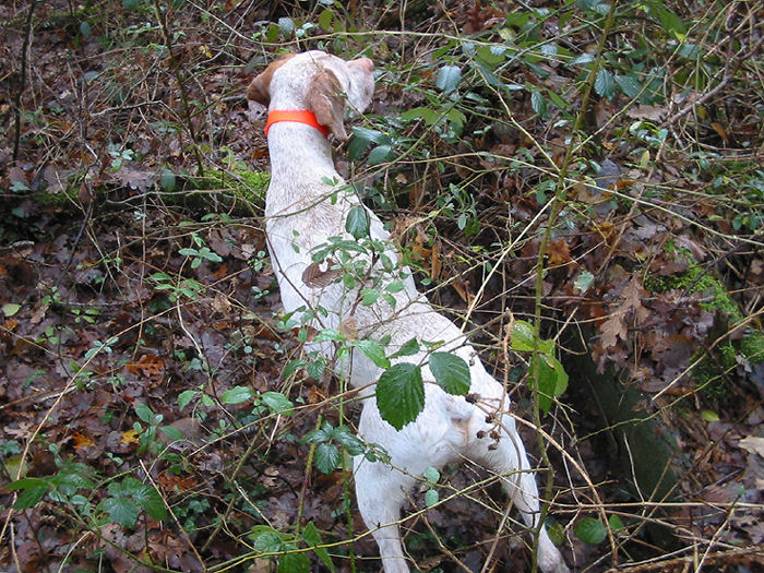 Teddy des Plaines de la Forterre