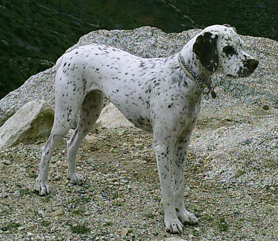 Tequilla alias Tessy