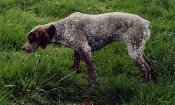 Tonga des Plaines de la Forterre