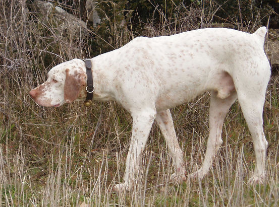 Twingo du Puech del Mus