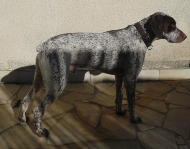 Cliquer pour agrandir/réduire Valick du Puech del Mus/Vinci