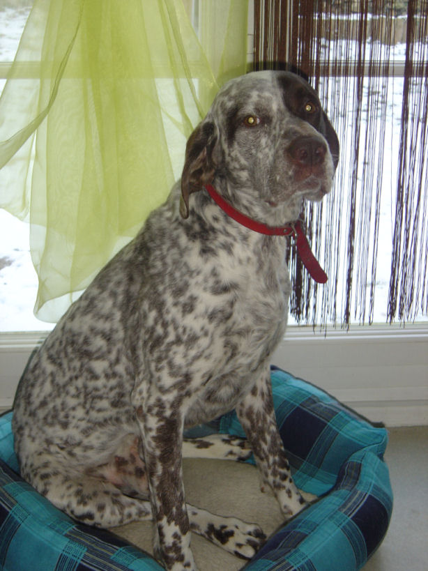 Vegas du Chêne Grive