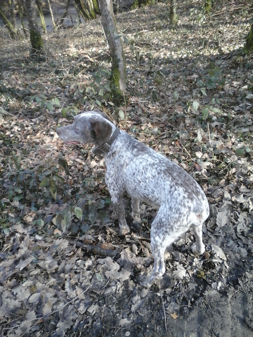 Venete du Pontelle de Maicou