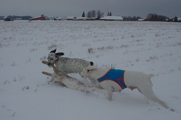 Venus du Rocher Jastres et Ipa