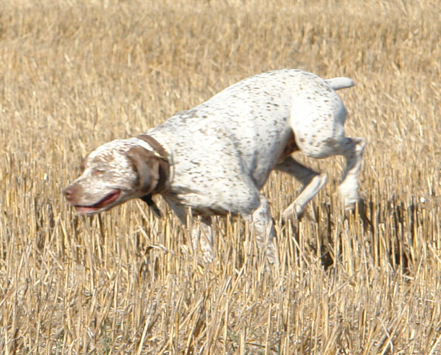 Vic du Rocher des Jastres