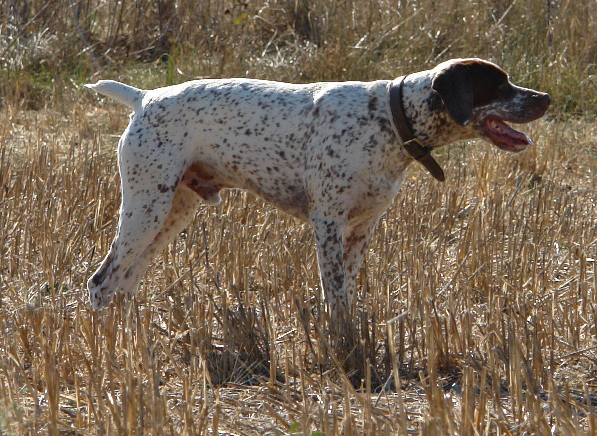 Vic du Rocher des Jastres