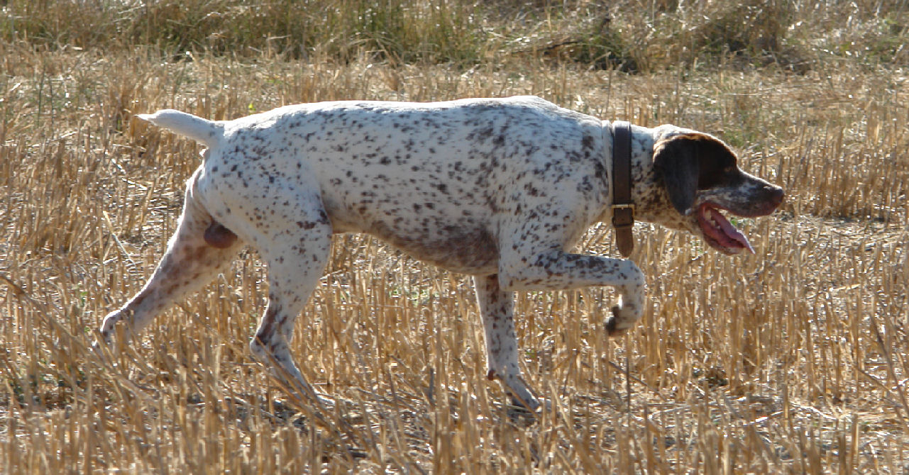 Vic du Rocher des Jastres