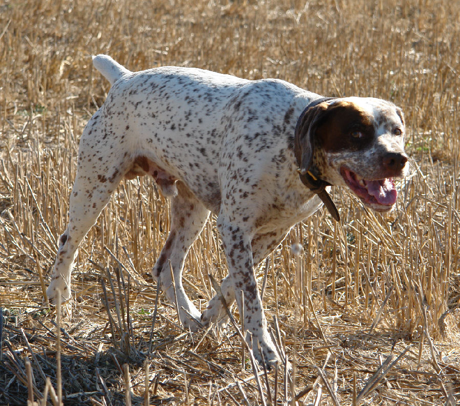 Vic du Rocher des Jastres