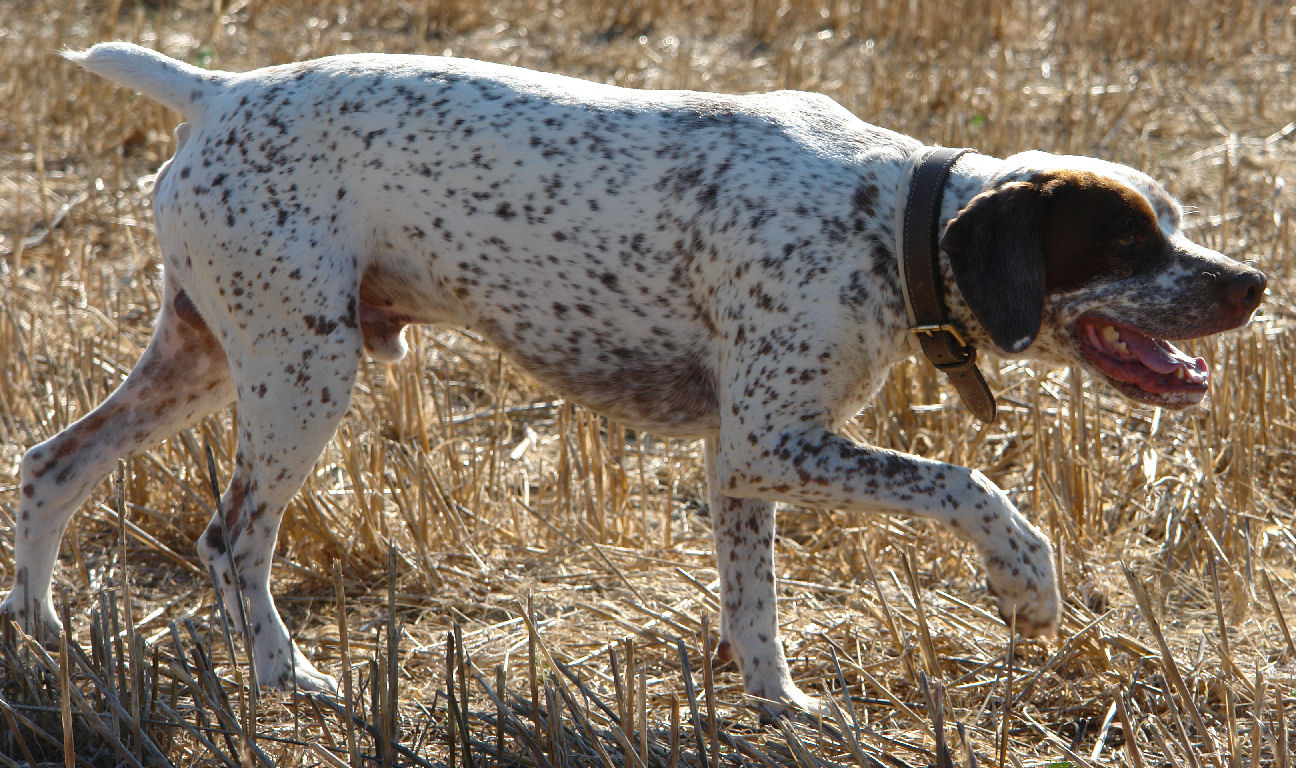 Vic du Rocher des Jastres