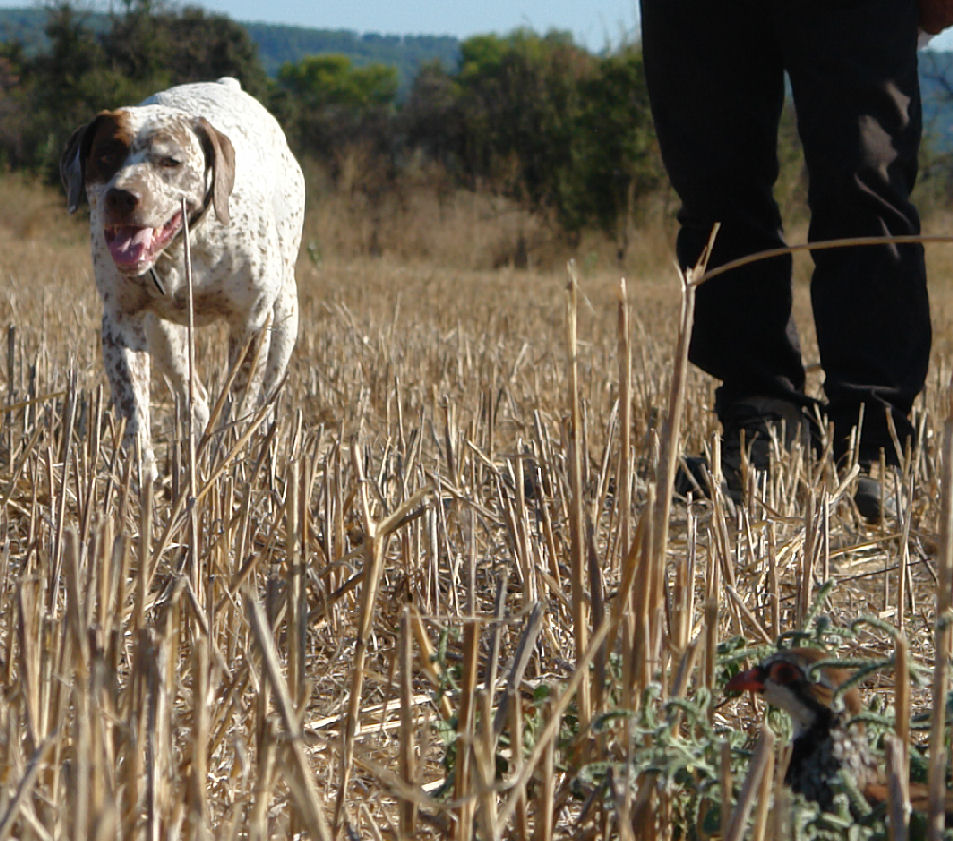 Vic du Rocher des Jastres