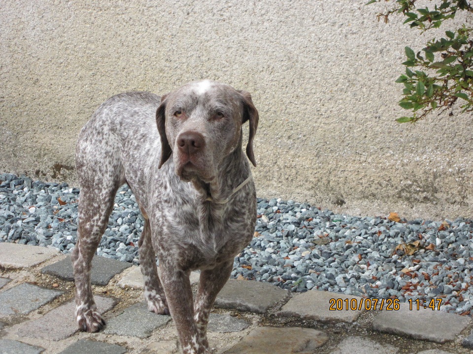 Viko du Pontelle de Maicou