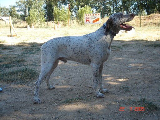 Virus du Fief d'Epsom