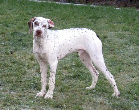 Vog du Rocher des Jastres