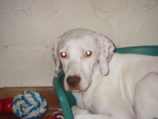 Volka du Pontelle de Maicou